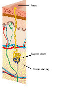 применение диспорта